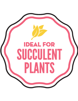 Succulent-and-Cactus