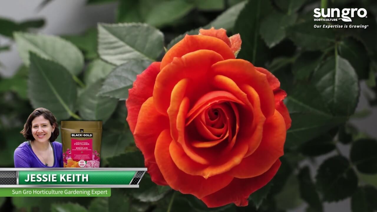 Black Gold® Rose & Flower Fertilizer (4 6 2) - Canada