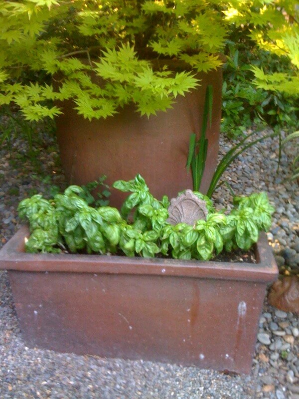 Basil in a trough pot