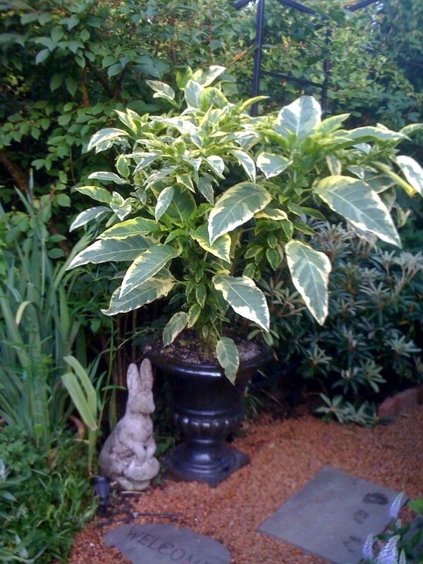 Veriegated Brugmansia