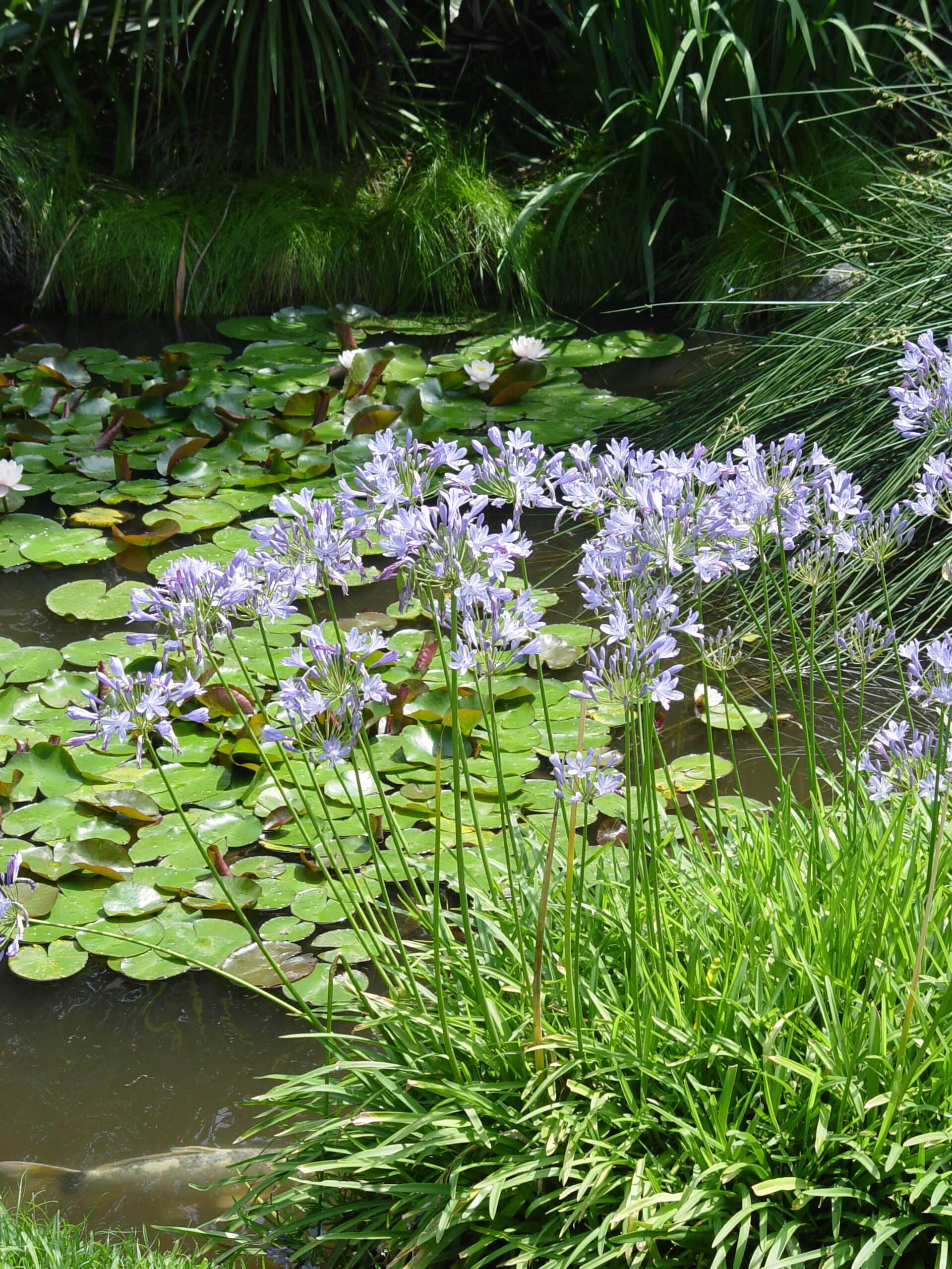 agapanthus-2-640x633