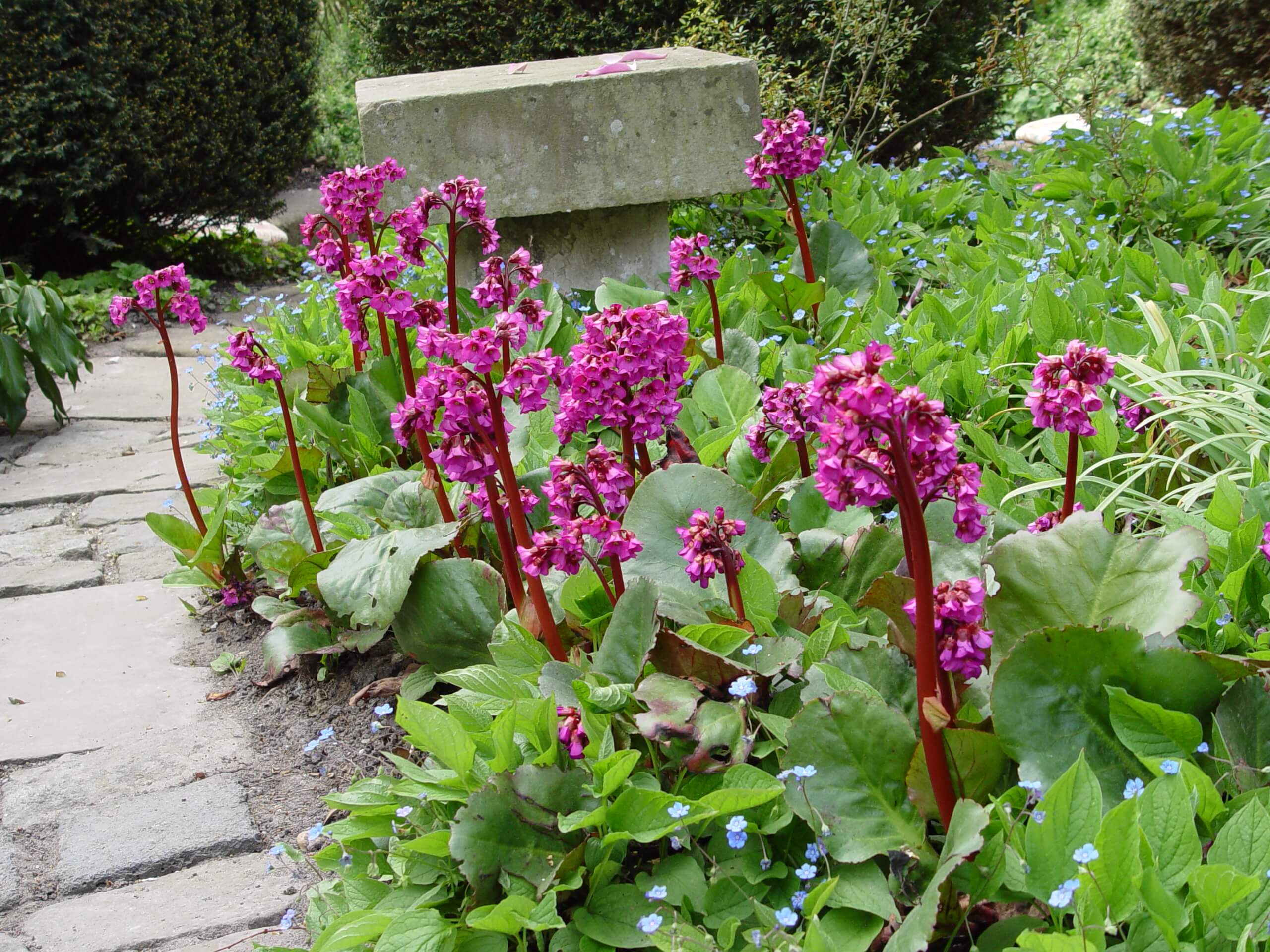 Bergenia