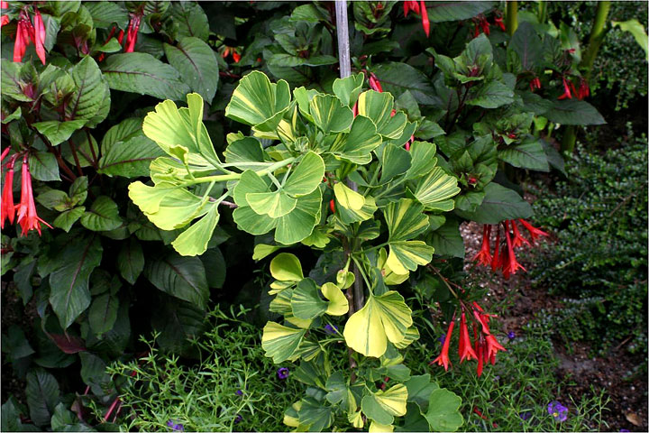 Ginkgo Biloba - Majestic Butterflies