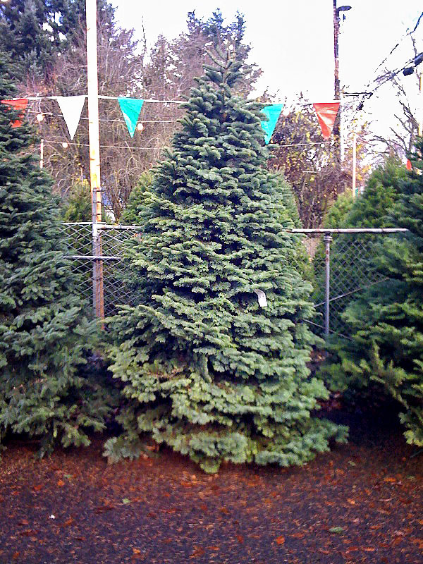 Lot Christmas Trees