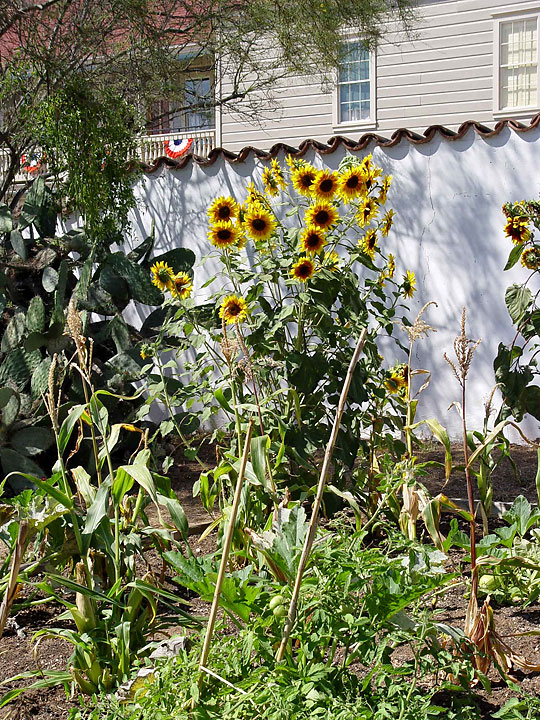 Sunflowers