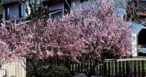 Getting the Fruit Back - Flowering Plum - article-top