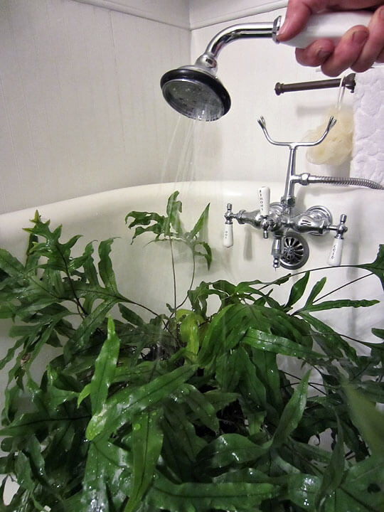 House Plant Bath - Pam Beck