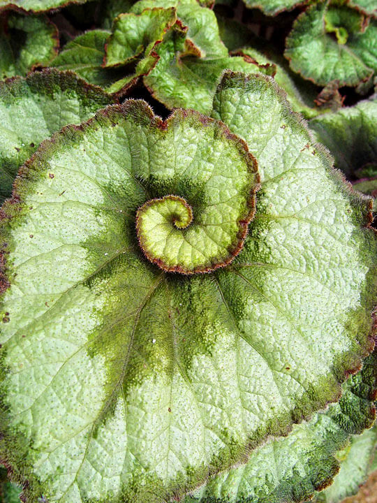 Escargot