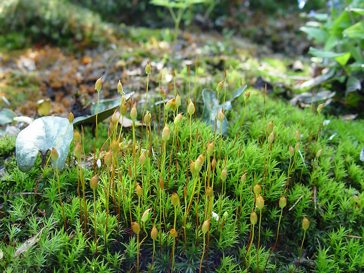 Gardening with Moss - Horticulture