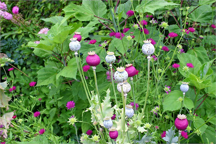 Purple Poppy Seed Heads