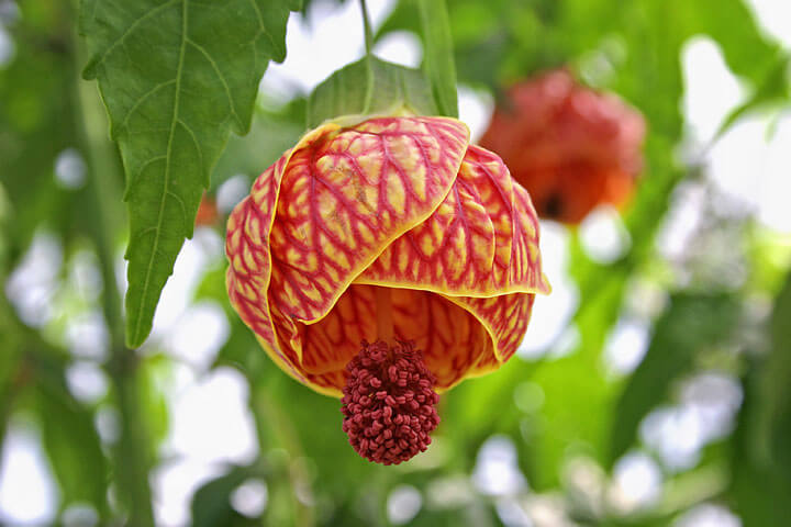 Abutilon Red Tiger