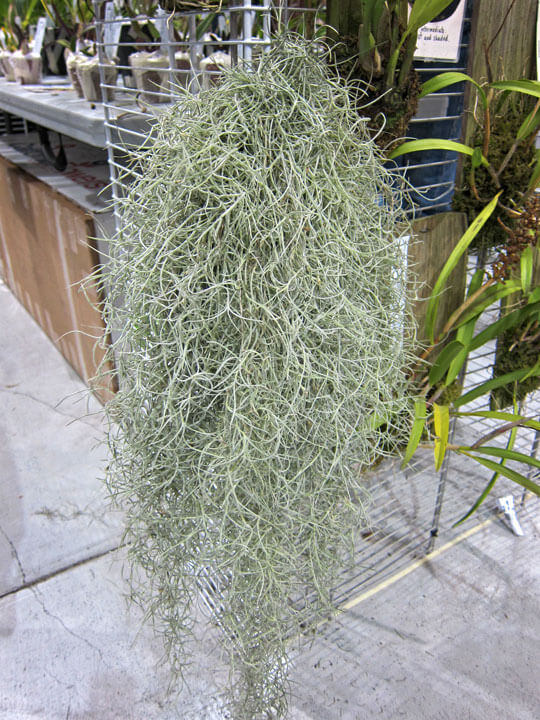 Spanish Moss - Mike Darcy