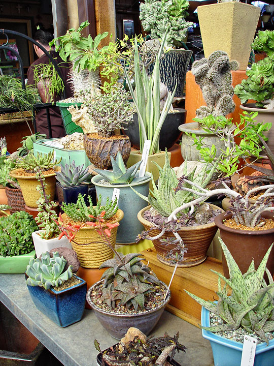 Potted Specimens - Fast Draining Soil for Succulents