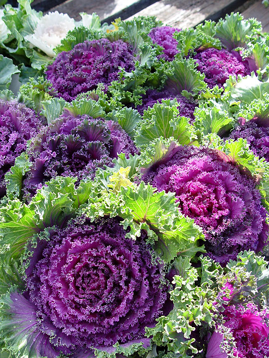 Flowering Kale: Brassica Ornamental Purple