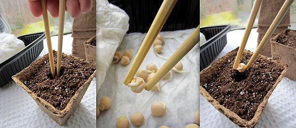 Transplanting Sprouts with Chopsticks - 3 Steps - Pam Beck