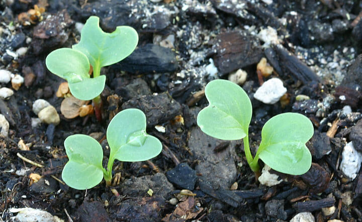 Radish Seedlings