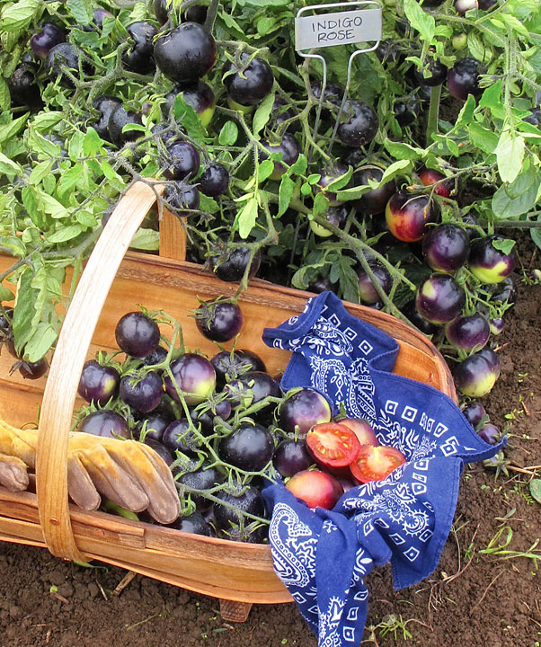 Indigo Rose Tomato