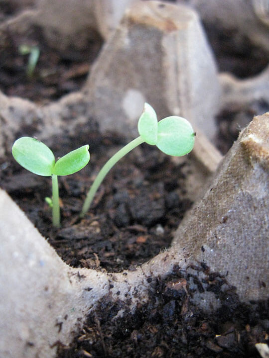 Seedling Web