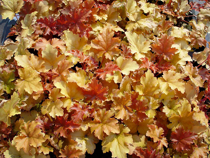 Heuchera - Maureen Gilmer