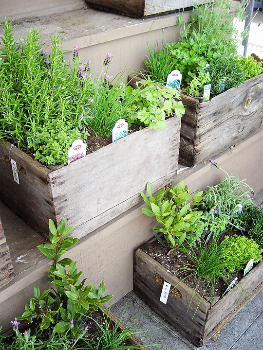 Herb Box - Maureen Gilmer