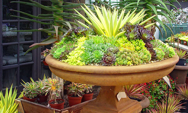 Succulents - Maureen Gilmer - Feature Image