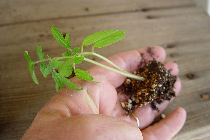 Plant - Maureen Gilmer