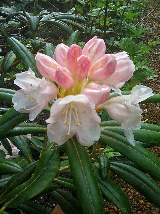 Rhododendron 'Yaku Angel' - Mike Darcy