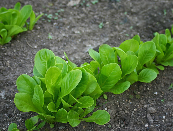 Lettuce Bib Seedlings - Rich Baer