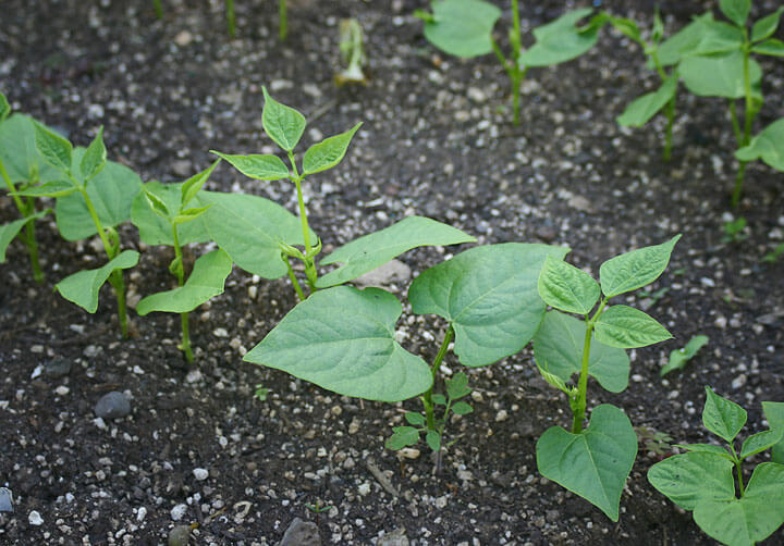 Bean Seedlings - Rich Baer