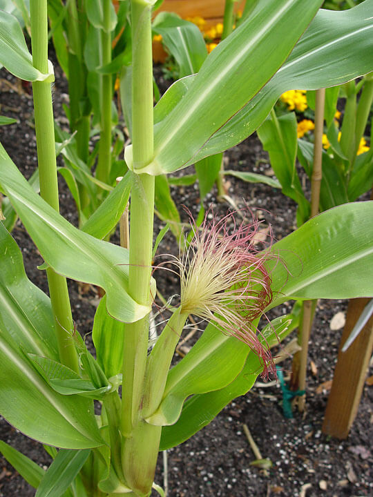 Corn Ear - Maureen Gilmer