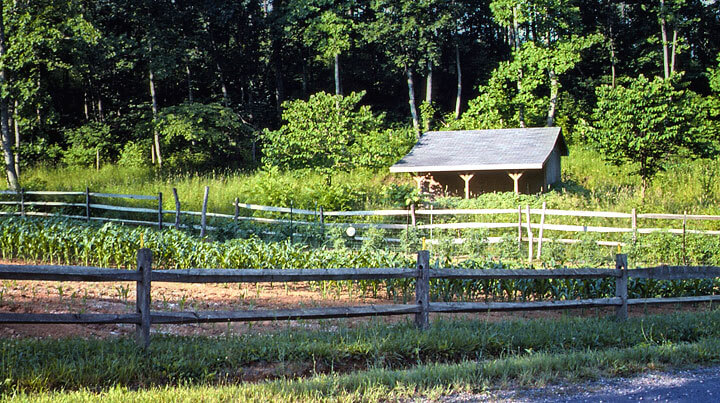 Corn Field - Maureen Gilmer