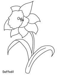 Daffodil Coloring Sheet