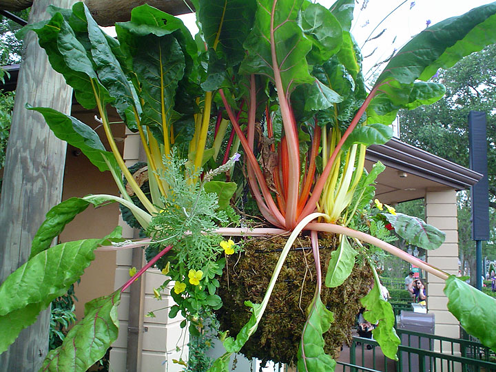 Hanging Baskets - Chard- Maureen Gilmer