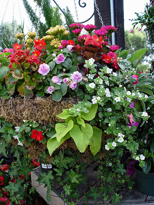 Hanging Baskets - Mixed Flowers - Maureen Gilmer