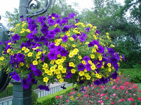 Hanging Baskets - Petunias - Maureen Gilmer