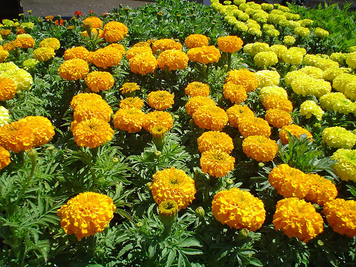 Marigolds Repel Bugs in Food Garden - Maureen Gilmer