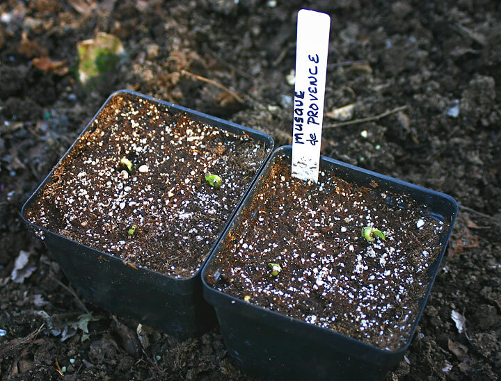 Sprouting Squash - Rich Baer
