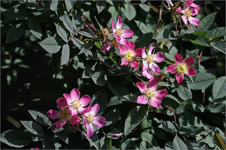 Rosa Glauca - Rich Baer