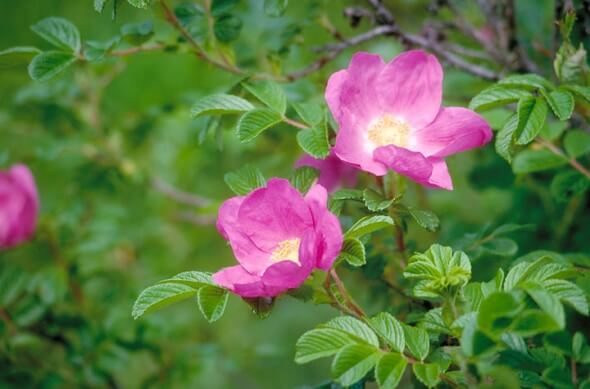 Rosa Rugosa - Maureen Gilmer