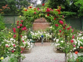 Rose Garden - Maureen Gilmer