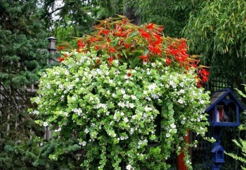 Begonia Bonfire Bacopa - Mike Darcy