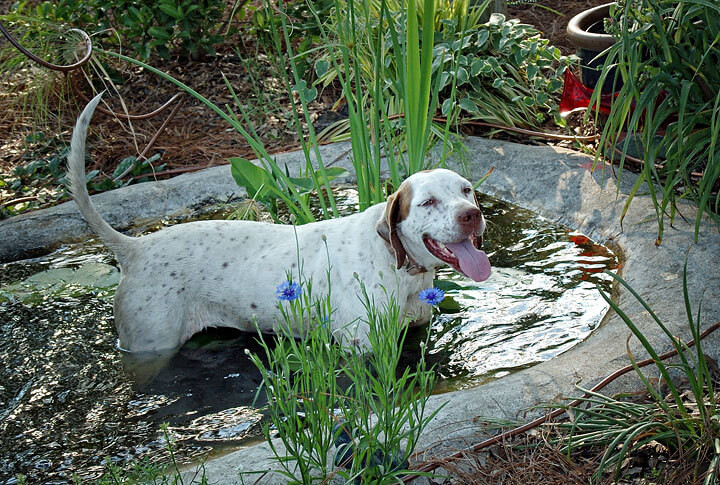 Dog Days of Summer - Pam Beck