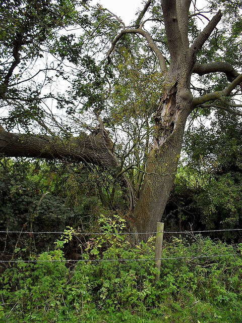 Broken Tree - Maureen Gilmer