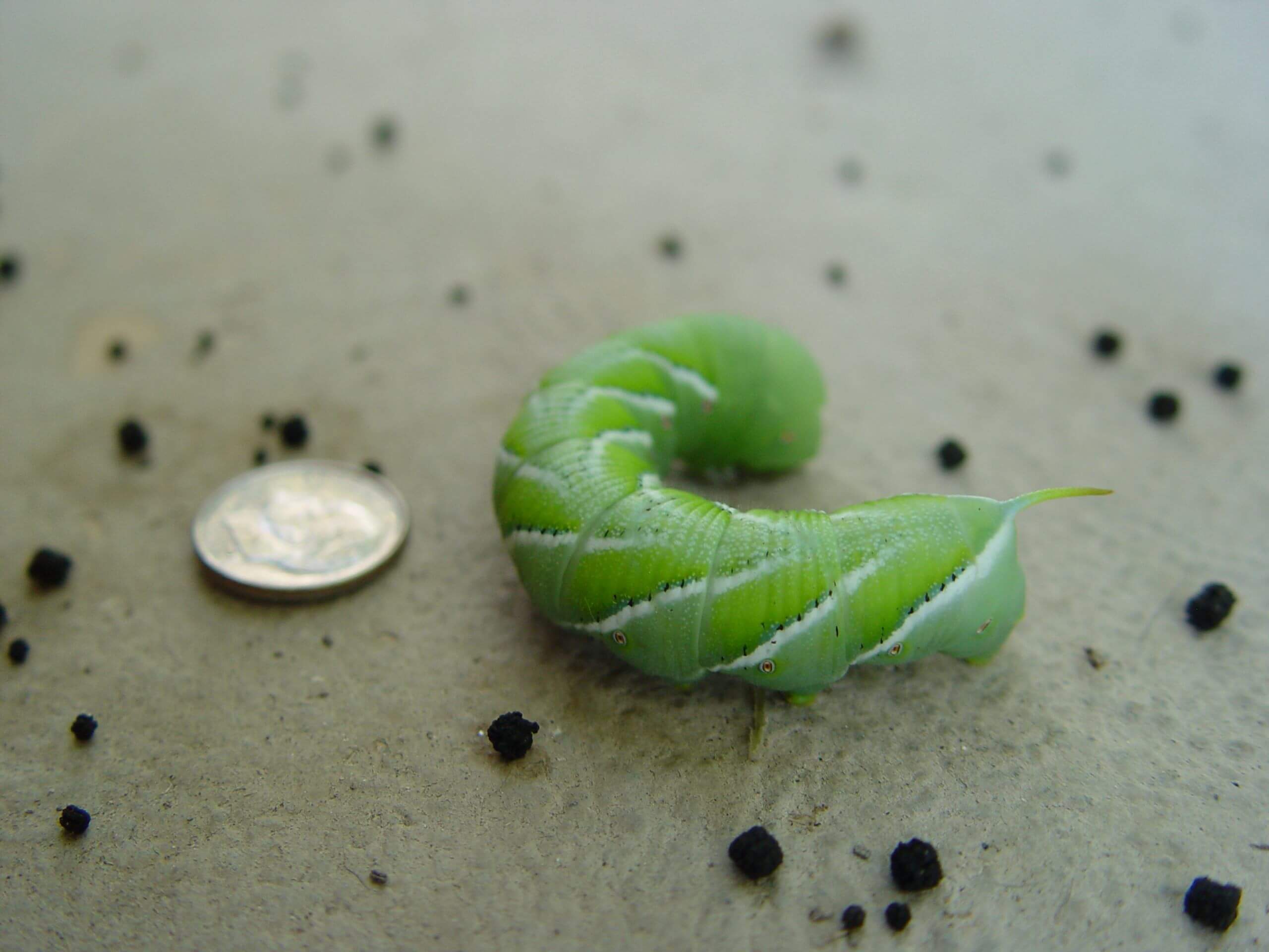 Hornworm - Maureen Gilmer