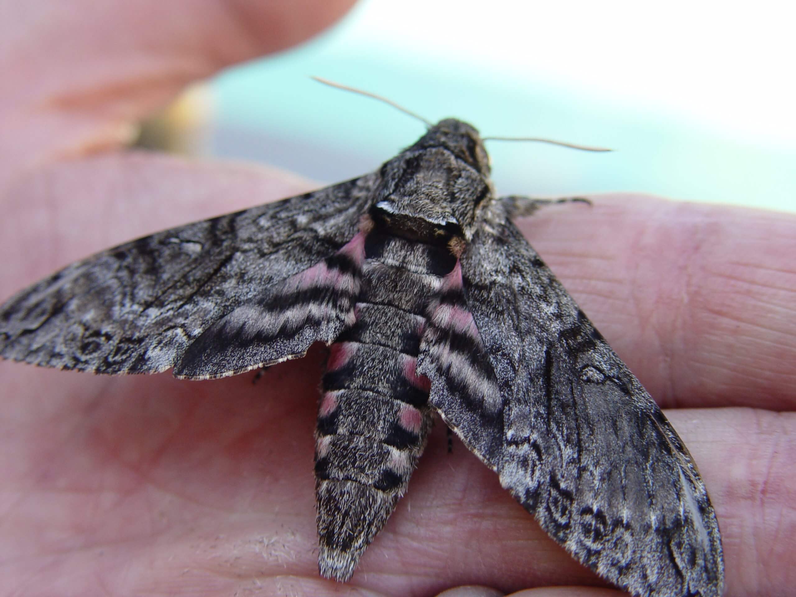 Halting Tomato Hornworms With Bacillus Thuringiensis Black Gold   Moth 006 