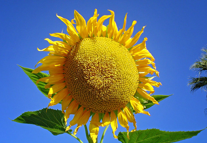 Sunflower - Maureen Gilmer