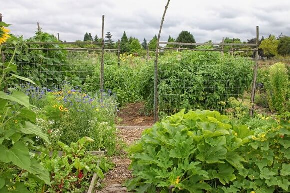 Community Garden - Mike Darcy