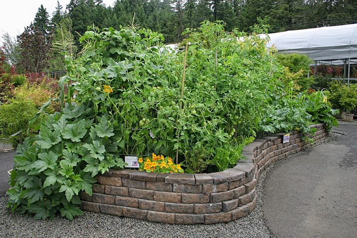 Raised Bed - Mike Darcy