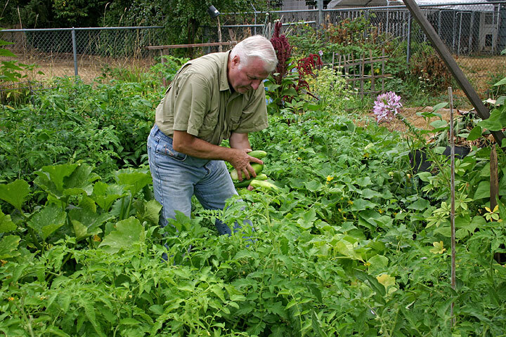 Joe Harvesting - Mike Darcy