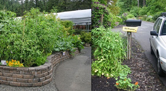 Raised Bed and Street Garden 2up - Mike Darcy